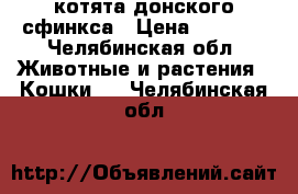 котята донского сфинкса › Цена ­ 7 500 - Челябинская обл. Животные и растения » Кошки   . Челябинская обл.